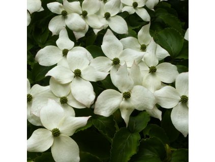 Cornus%20kousa%2006b