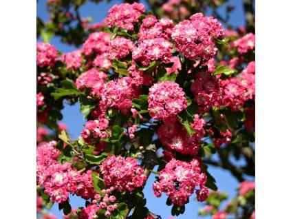 Crataegus%20Pauls%20Scarlet