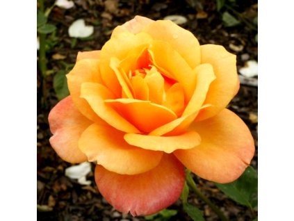 Rosa%20Remy%20Martin