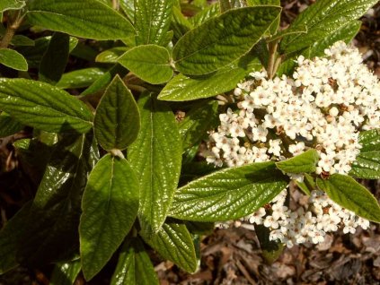 Viburnum%20pragense%2001