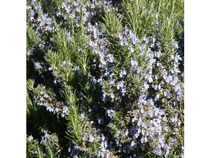 Rosmarinus%20officinalis%2002b