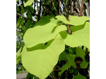 Aristolochia%20macrophylla