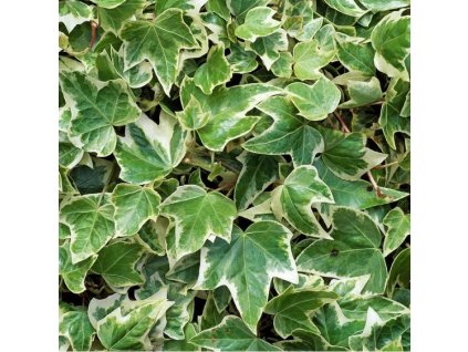 Hedera%20EvaWhite01b