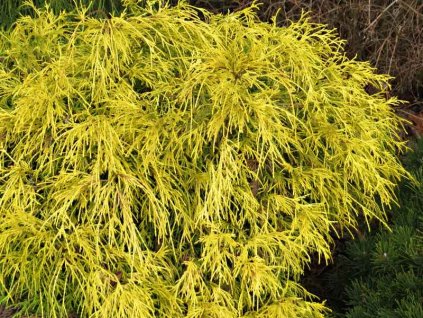 Cham%20pisifera%20Filifera%20Nana%20Aurea%2003