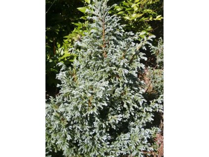 Cham%20pisifera%20Bouleward%2001