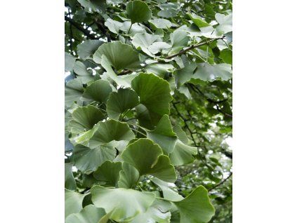 Ginkgo%20biloba%2004