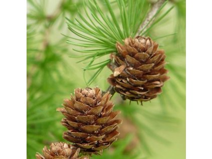 Larix%20decidua01b