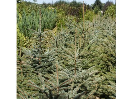 Picea%20pungens%20glauca