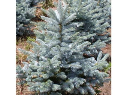 Picea pungens Blue Diamond