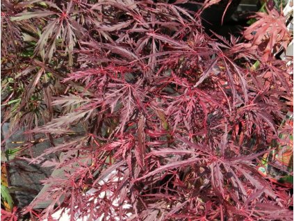 Acer%20palmatum%20Firecracker