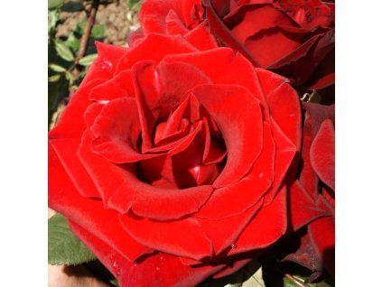 Rosa%20Barcarolle%2002