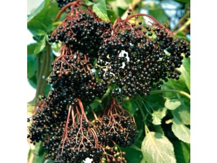 Sambucus%20nigra%20Haschberg%2002