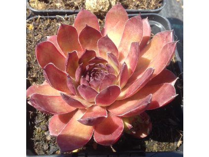 Sempervivum%20Pickwick03%20(2)