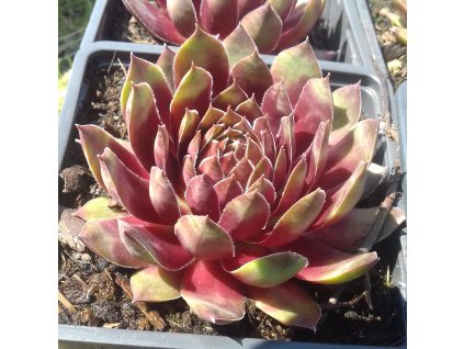 Sempervivum%20Red%20King01%20(2)