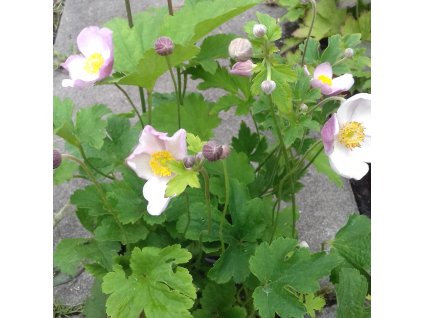 Anemone%20hupehensis%20Rose%20Shades02%20(2)