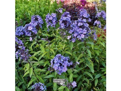 phlox blue boy1m1