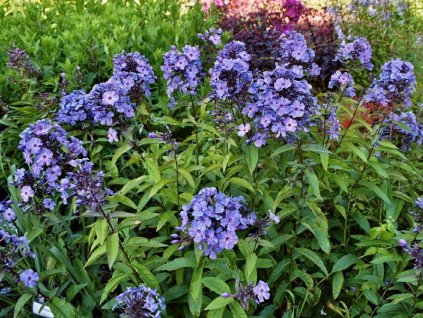 phlox%20blue%20paradise%201