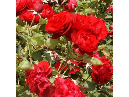 Rosa%20Satchmo%2001