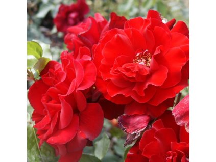 Rosa%20Don%20Juan%2001