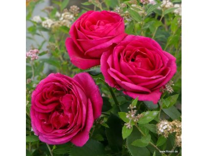 Rosa%20Fur%20Elise01