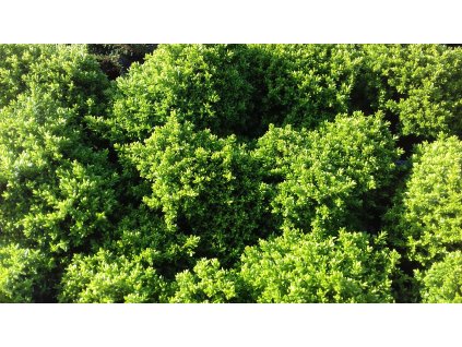 Hebe%20Green%20Globe04