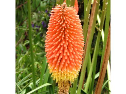 Kniphofia%20uvaria%2002