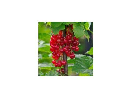 Ribes%20Junifer01s