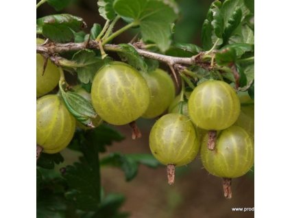 Angrešt Rixanta 01m1