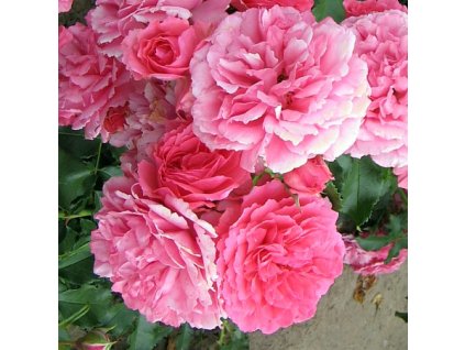 Rosa%20RosariumVettersen