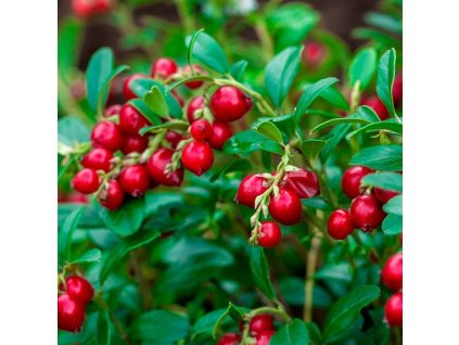 Vaccinium%20Korale01s