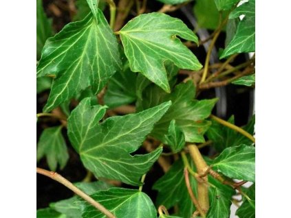 Hedera%20Green%20Ripple02s