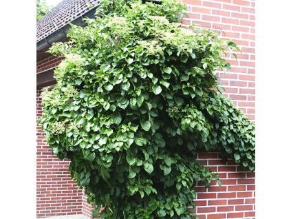 Hydrangea%20petiolaris