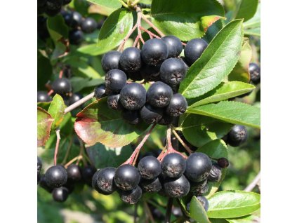 Aronia melanocarpa Viking