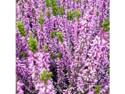 Calluna%20Renate01