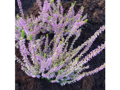 Calluna%20Tamara02