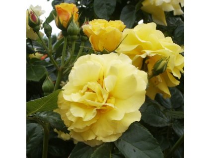 Rosa%20Lichtkonigin%20Lucia02