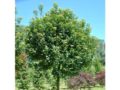 Acer%20campestre%20AnnysGlobe01s