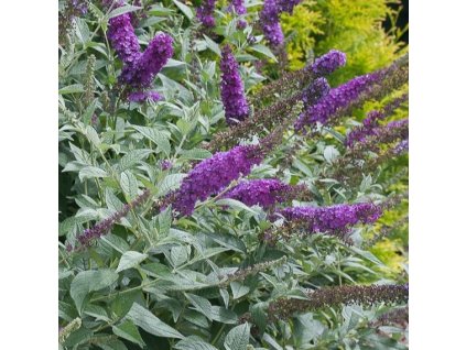 Buddleia%20MissViolet01s