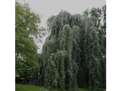Fagus sylvatica Pendula01s