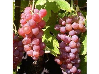 Vitis%20Red%20Globe01s