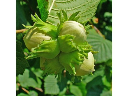 Corylus Halská obrovská m