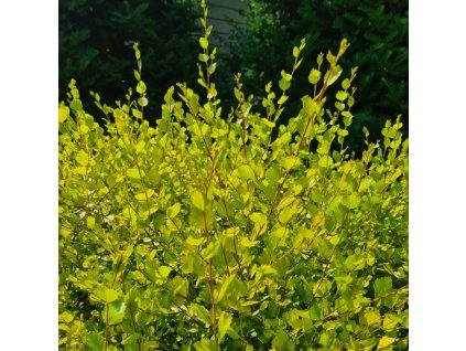 Betul%20nana%20Golden%20Treasure01s