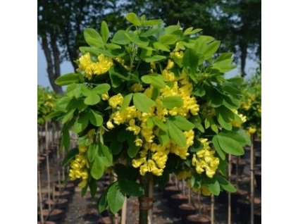 Laburnum%20Sunspire01s