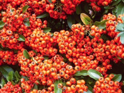 Pyracantha%20Orange%20Glow%2003