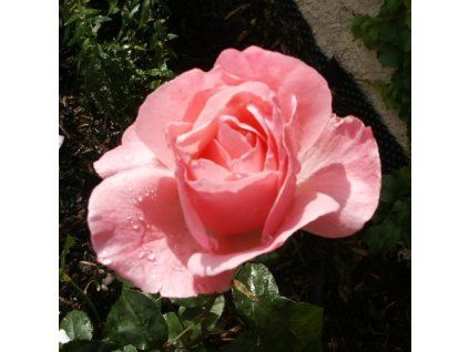 Rosa%20Eiffel%20Tower