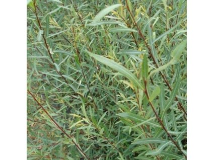 Salix%20purpurea02