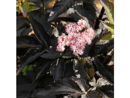 Sambucus%20Black%20Tower02s