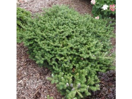 Abies%20koreana%20Pancake01s