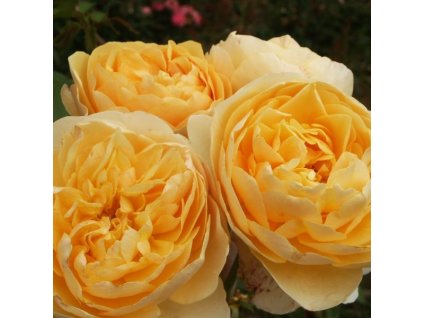 Rosa Graham Thomas 01m1