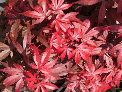 Acer%20palmatum%20Skeeter%20s%20Broom